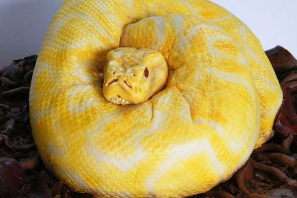 Торт змея для любимой дочки